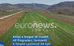 Kriza e tregut të rrushit në Pogradec, fermerët e fshatit Leshnicë në hall