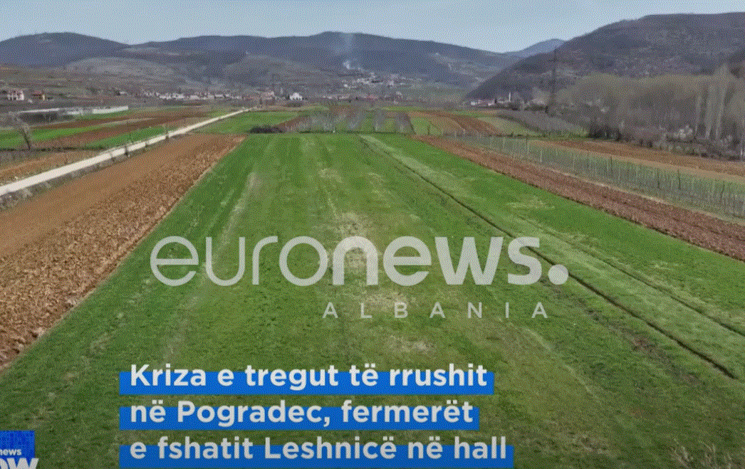 Kriza e tregut të rrushit në Pogradec, fermerët e fshatit Leshnicë në hall
